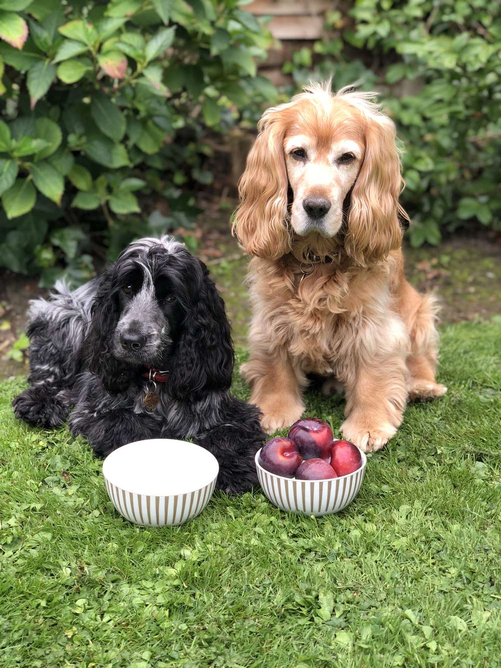 A reversible alternative to surgical castration